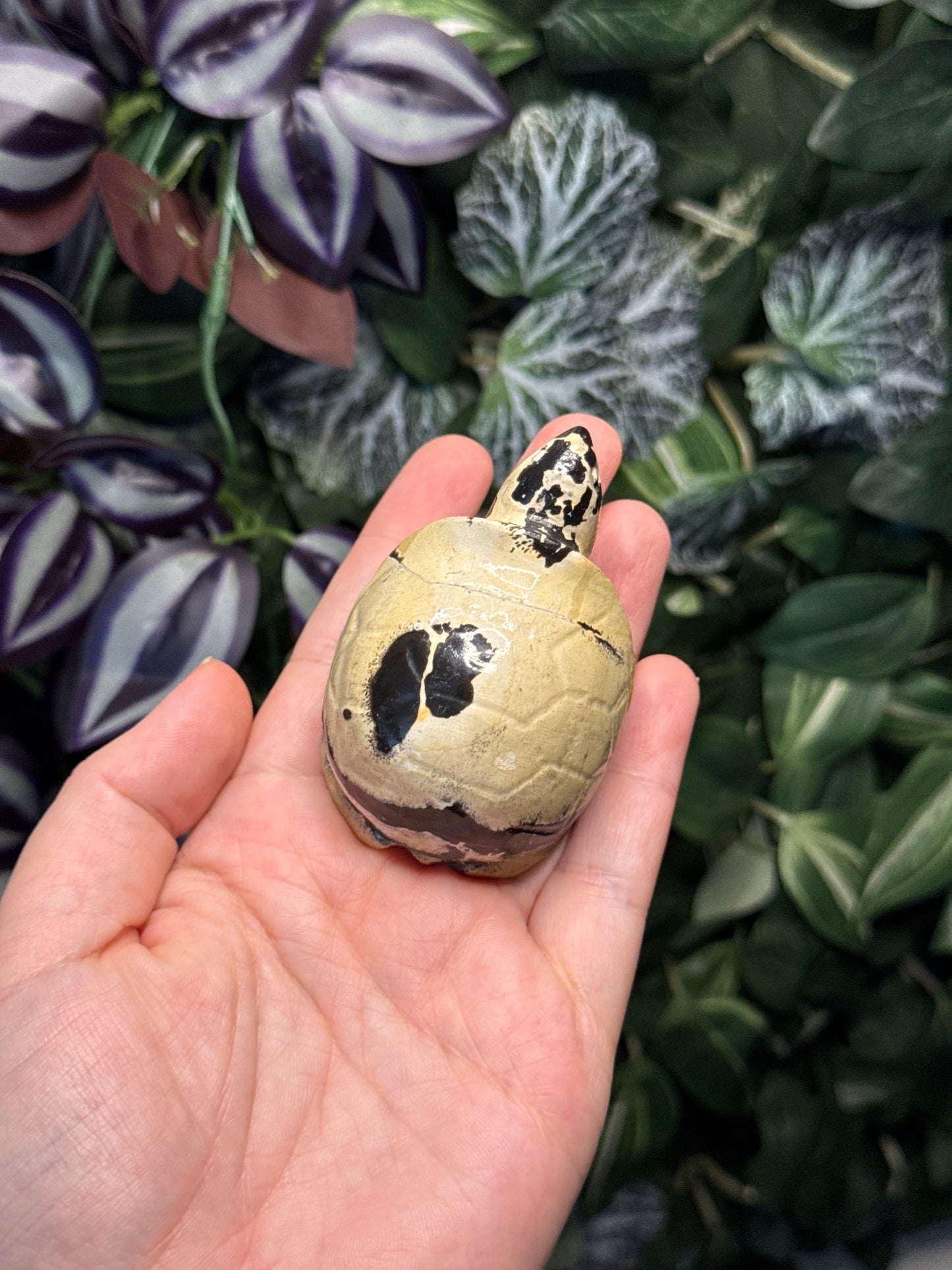 Picture Jasper Turtle
