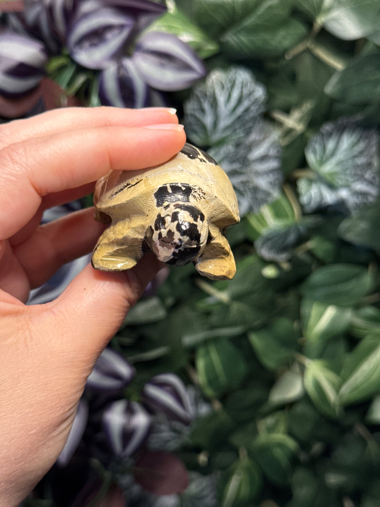 Picture Jasper Turtle