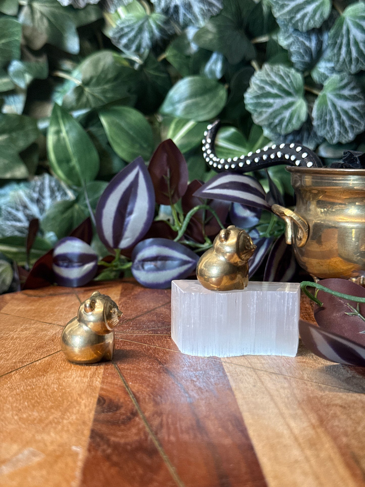 Pyrite kitty