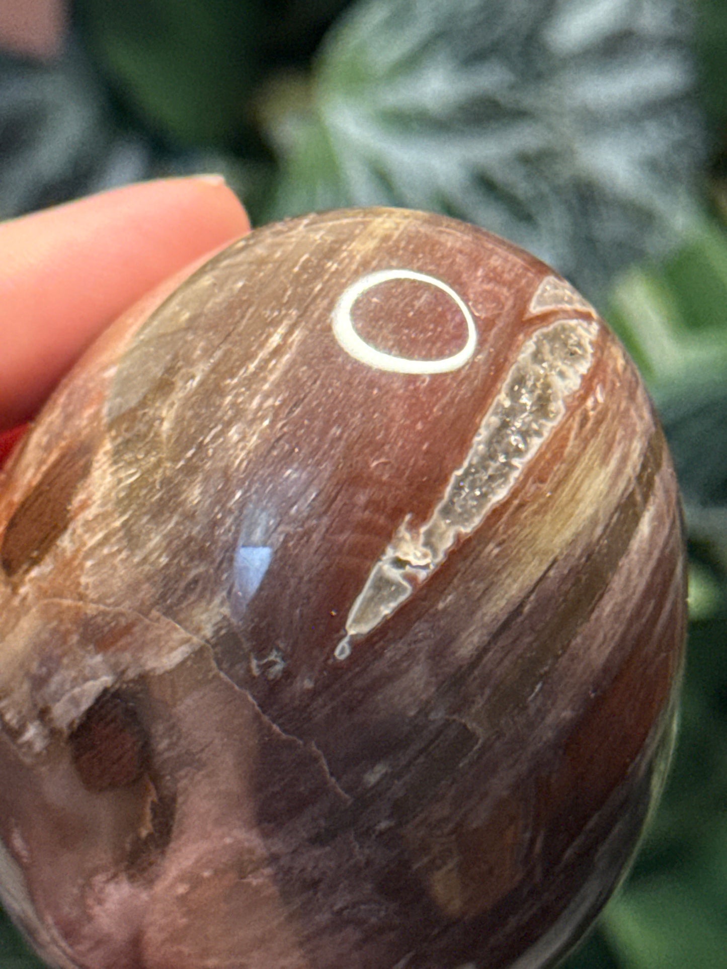 Petrified Wood Egg