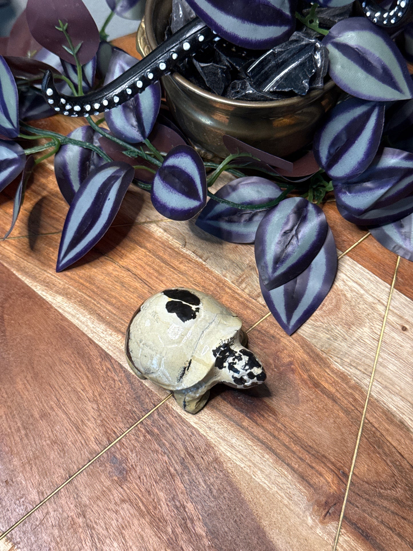 Picture Jasper Turtle