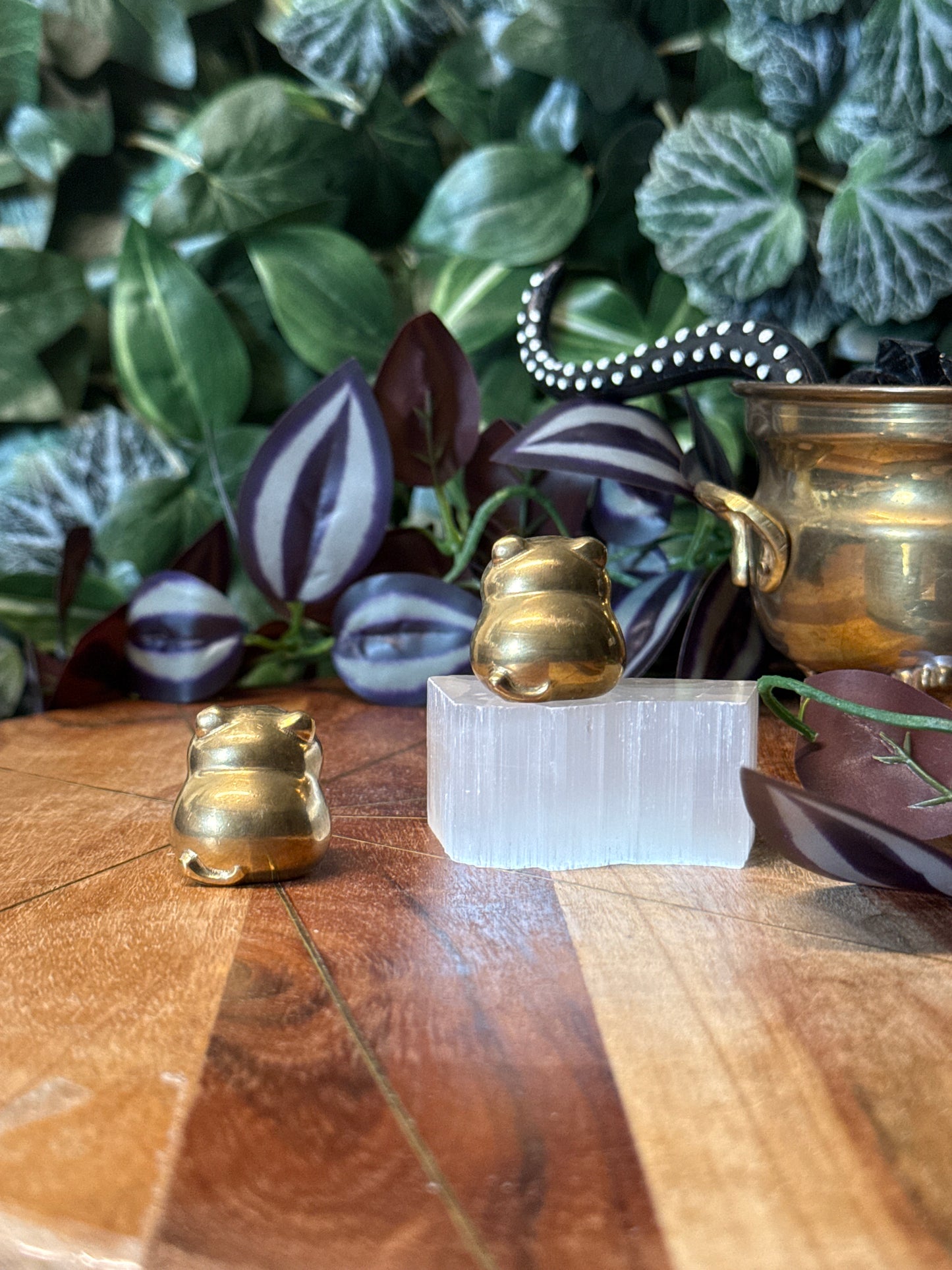Pyrite kitty