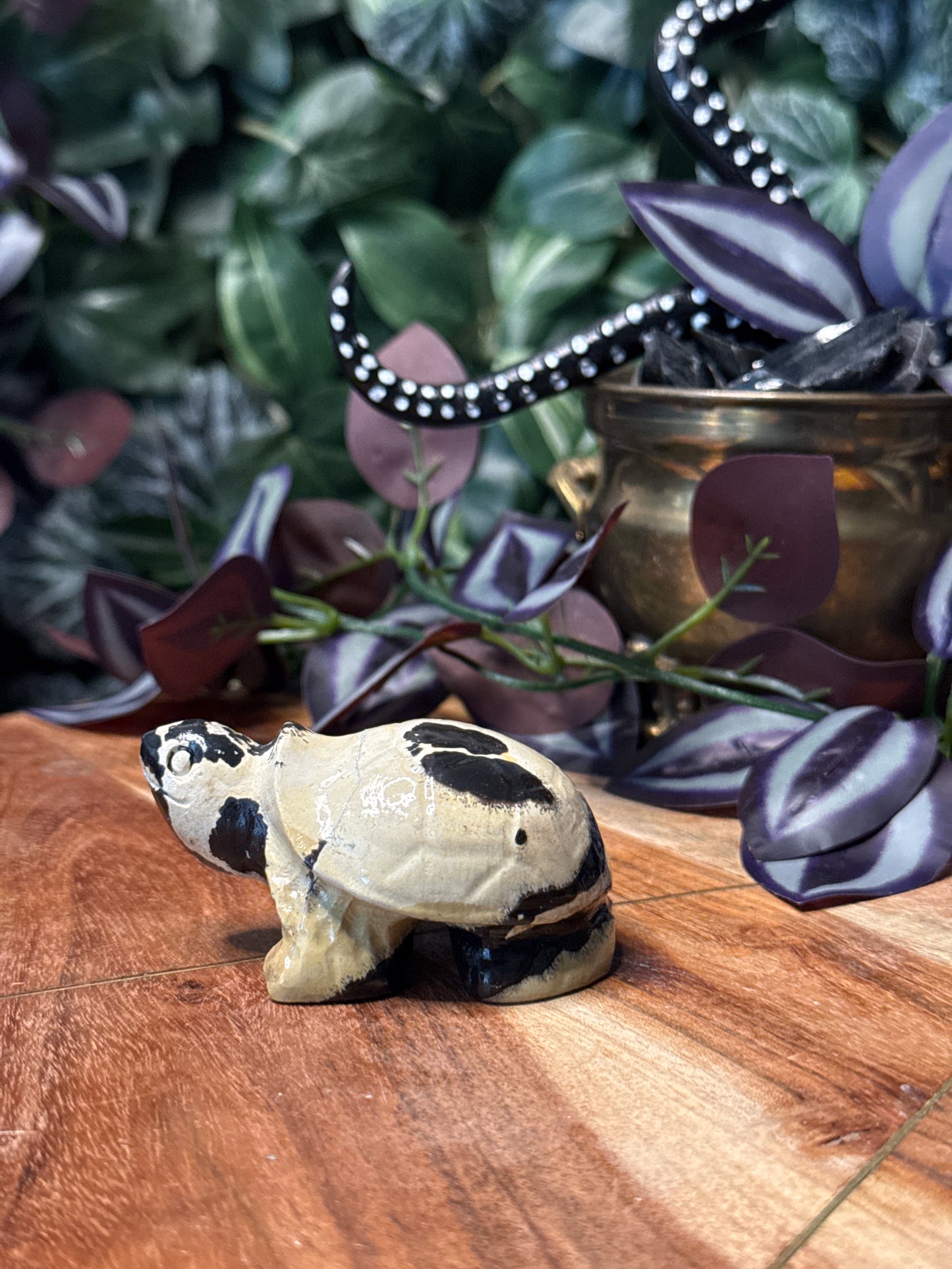 Picture Jasper Turtle
