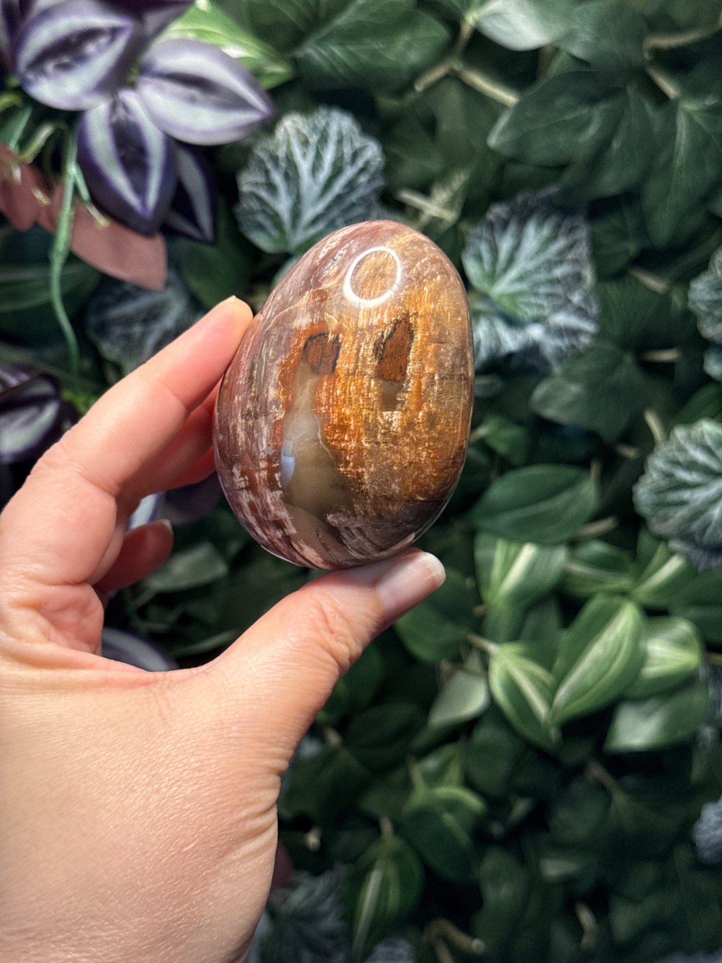 Petrified Wood Egg