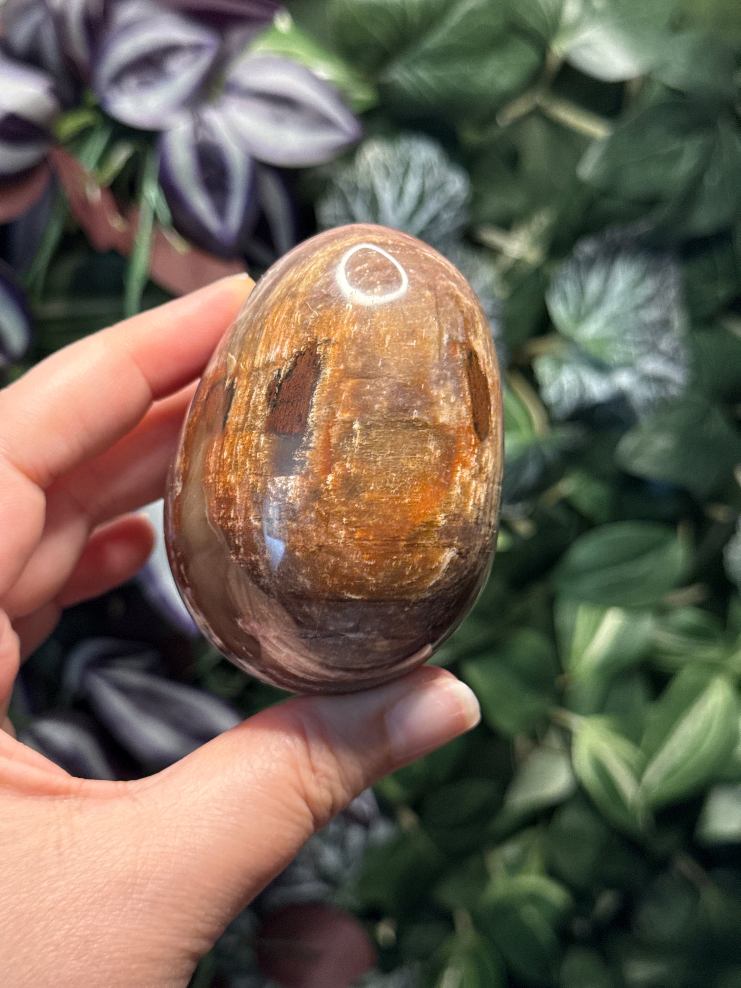 Petrified Wood Egg