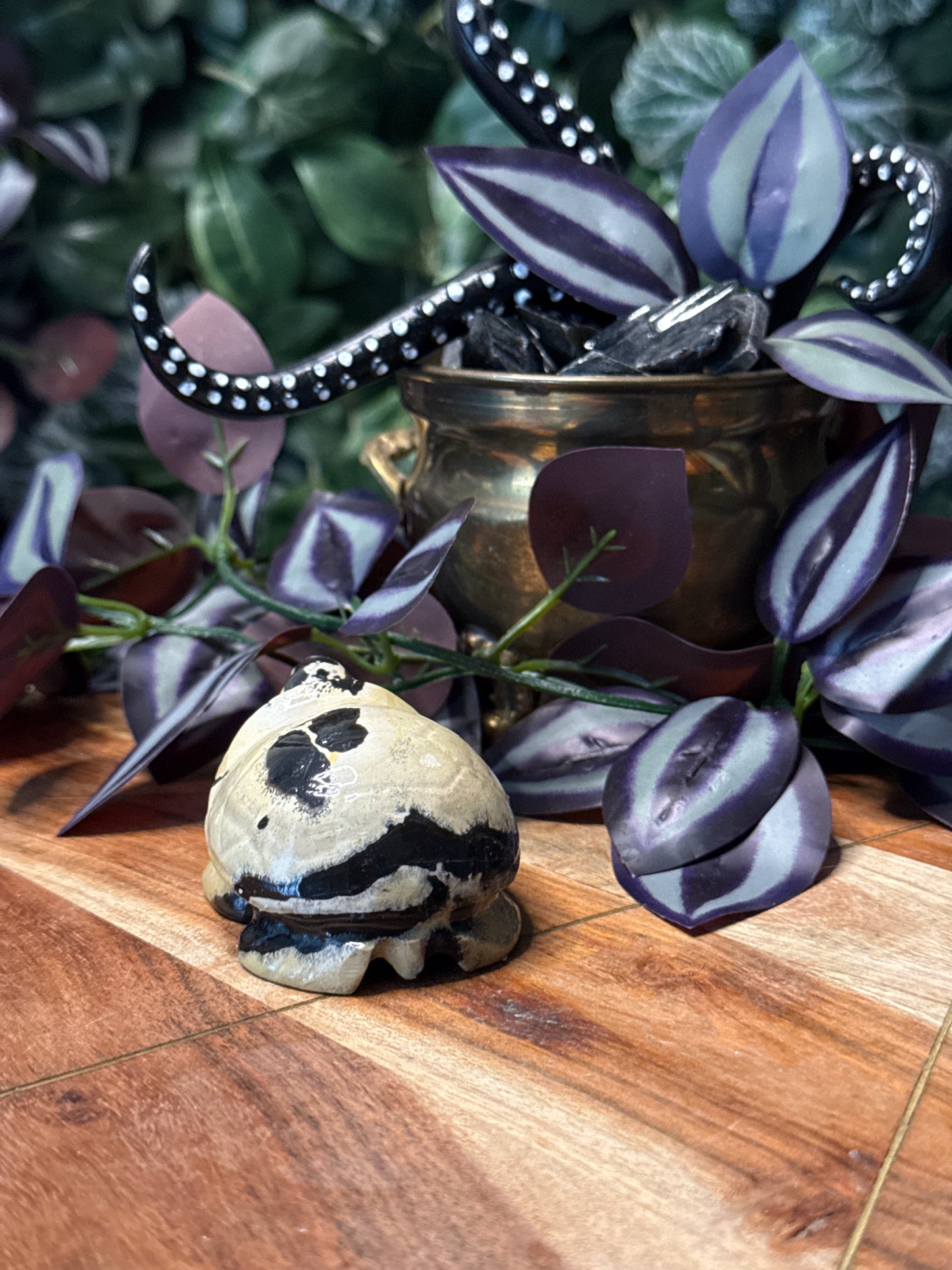Picture Jasper Turtle