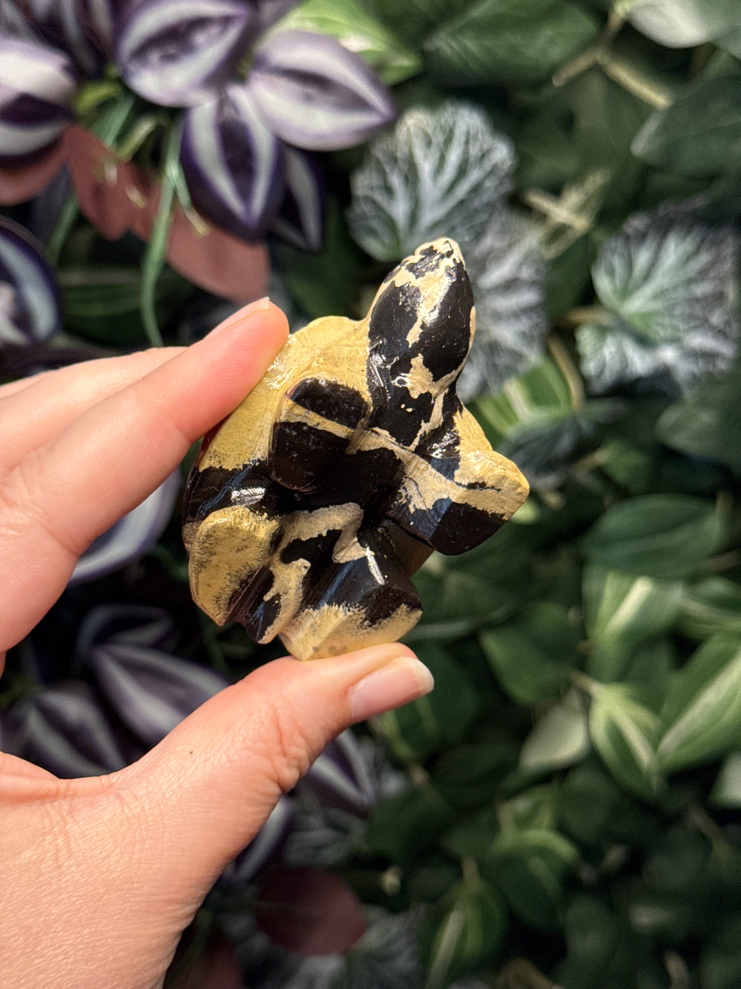 Picture Jasper Turtle